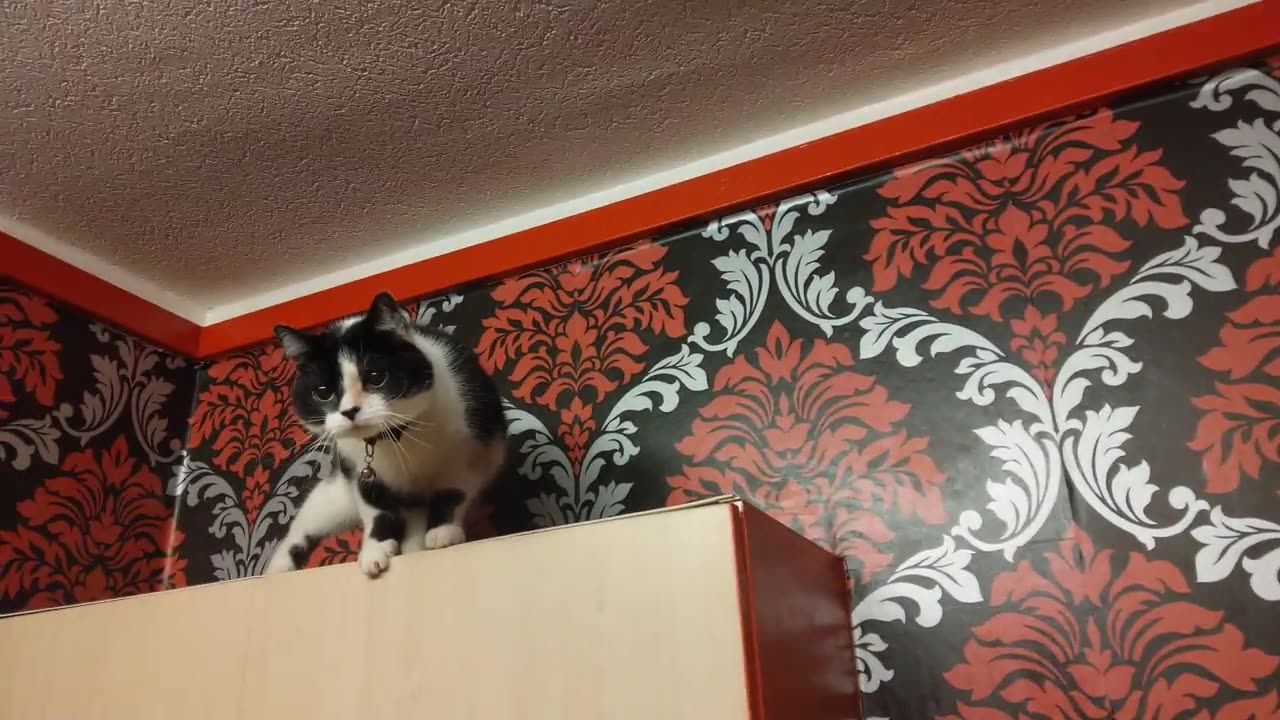 RIO'S 🙀 HIGH SHELF JUMP IS AMAZING FROM SO HIGH UP HE JUMPS🧎‍♀️ DOWN 👇 AND LANDS ON ME AND THEN 👋 🤭