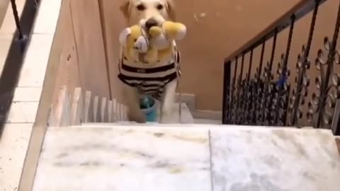 If Golden Retriever's had inner Monologues #dogs #pets #funny #funnyvideos