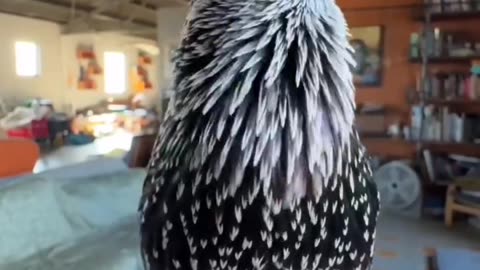 Is not incredible ?