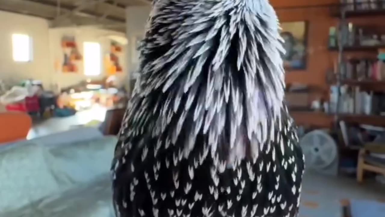 Is not incredible ?