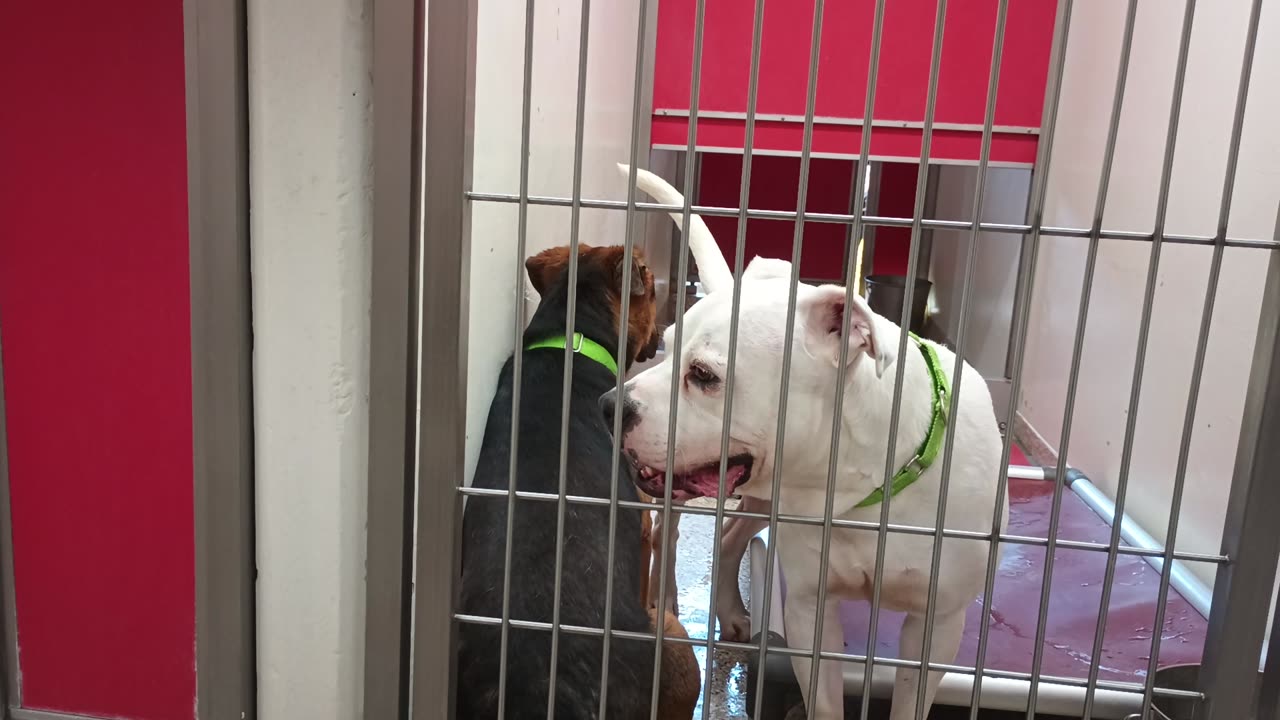 Blaine-shepherd 3y A863417 Rico-white 4y A855733 kennel 184 PACC shelter ~active today20250709_518