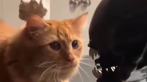 Afraid of Alien?
