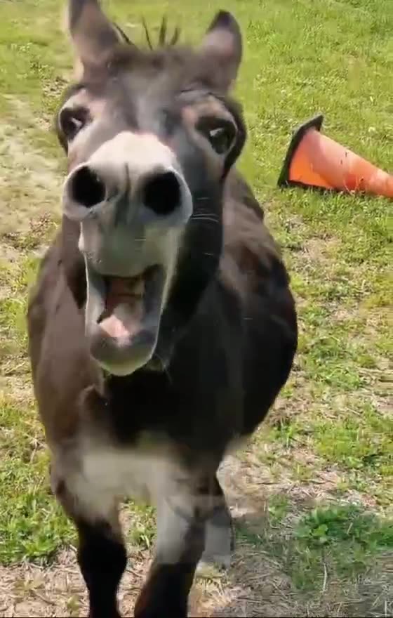 "OMG! Funniest Donkey Moment Ever 🫏🤣"