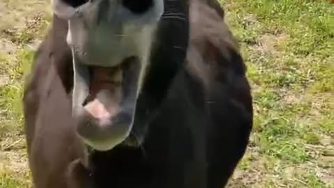 "OMG! Funniest Donkey Moment Ever 🫏🤣"