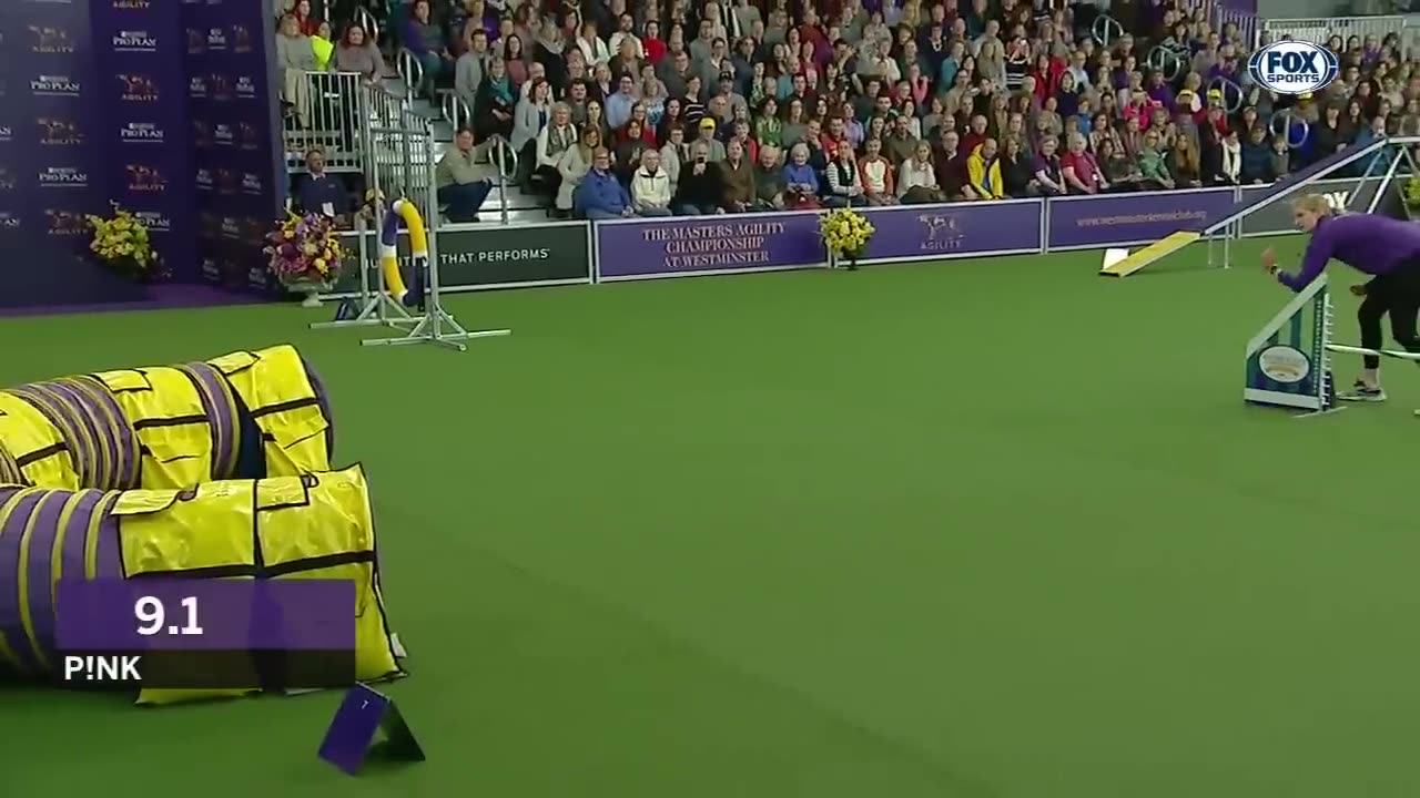 P!nk the border collie wins back-to-back titles at the 2019 WKC Masters Agility