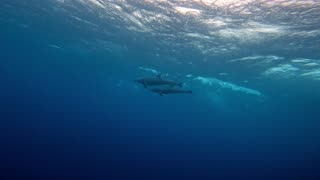 Pod of dolphins give scuba divers the thrill of their life