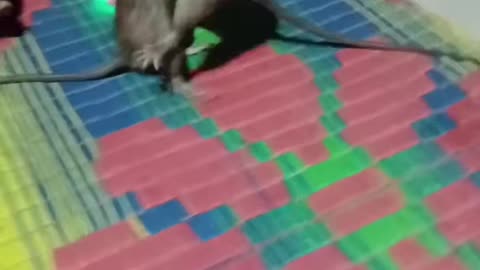 How to make tik tok funny shorts viral video