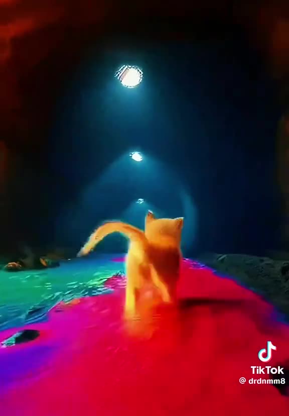 Ai cat video