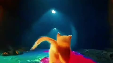 Ai cat video