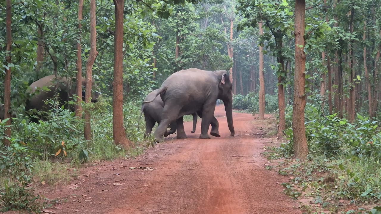 Elephant Herd Chased Away From Plantation Fields