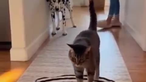 Shorts - Have A Great Day