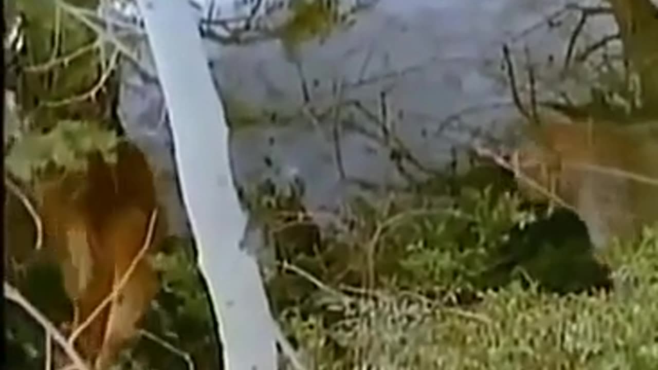 Mountain Lions