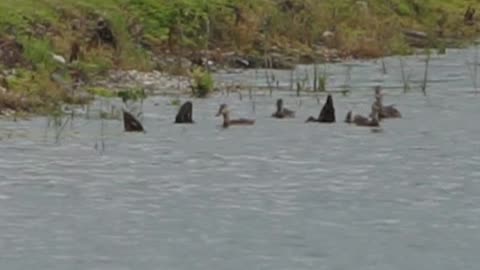 Ducklings by Great Blue Heron: 6-22-2025