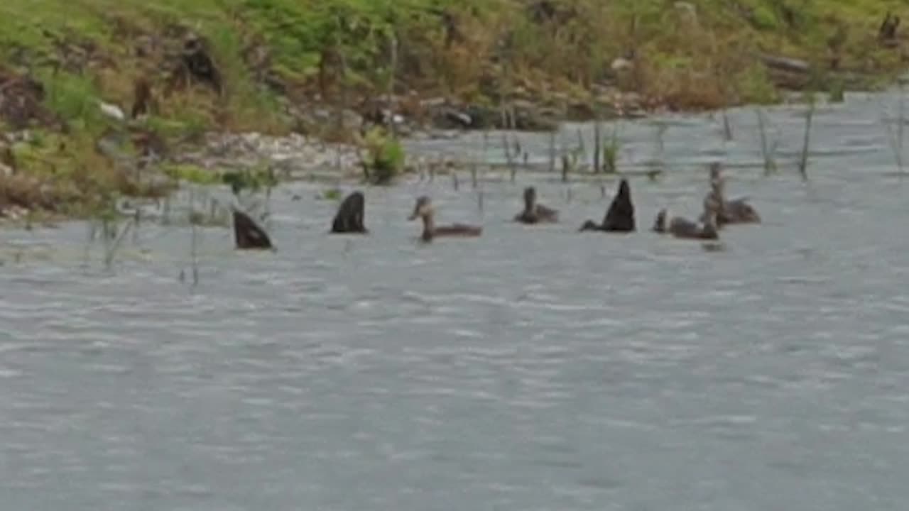 Ducklings by Great Blue Heron: 6-22-2025