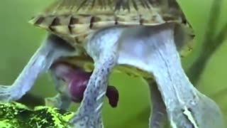 Funny animals