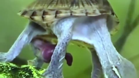 Funny animals