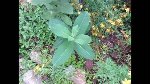 Hu Cinska Milkweed June 2023