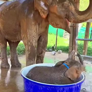 “Adorable Baby Elephant Enjoying a Bath! 🐘💦❤️”