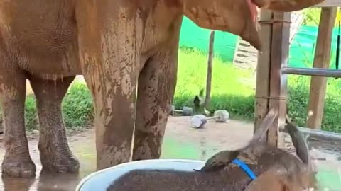 “Adorable Baby Elephant Enjoying a Bath! 🐘💦❤️”