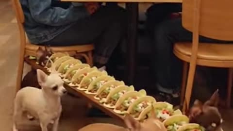 These Chihuahuas Just Invented the Cutest Taco Delivery Service Ever