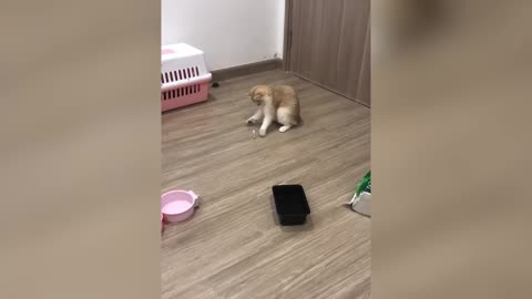 Funny Animal Videos 2025 - Funny Dogs and Cats - Funny Animal Videos