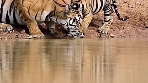 Drinking together