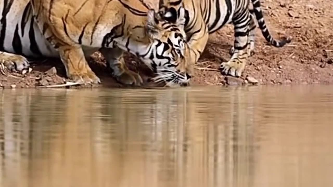 Drinking together
