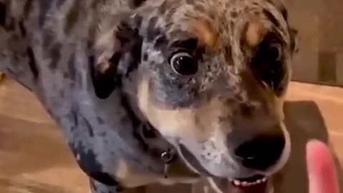 #fun #funny #laughter #dog