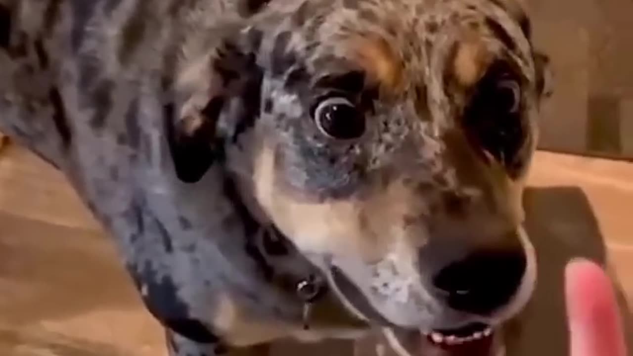 #fun #funny #laughter #dog