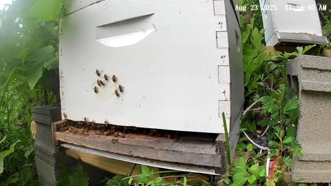 Bees on a Saturday Morning at Sunrise