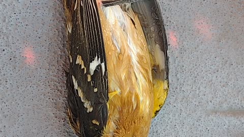 Only publishing this because the bird must have loved ones worried they're missing