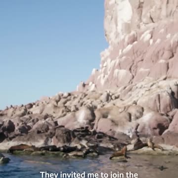 stunning underwater paradise under threat – saving Mexico s Sea of Cortez 🪸🦈 #Guardians #Shorts