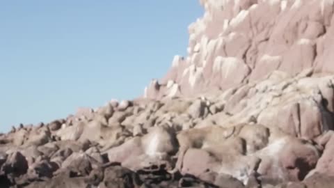 stunning underwater paradise under threat – saving Mexico s Sea of Cortez 🪸🦈 #Guardians #Shorts