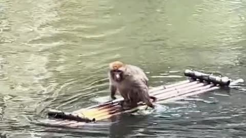 "Smart Monkey 🐵🚣 Rides a Bamboo Raft Like a Pro! 🎯🌊"