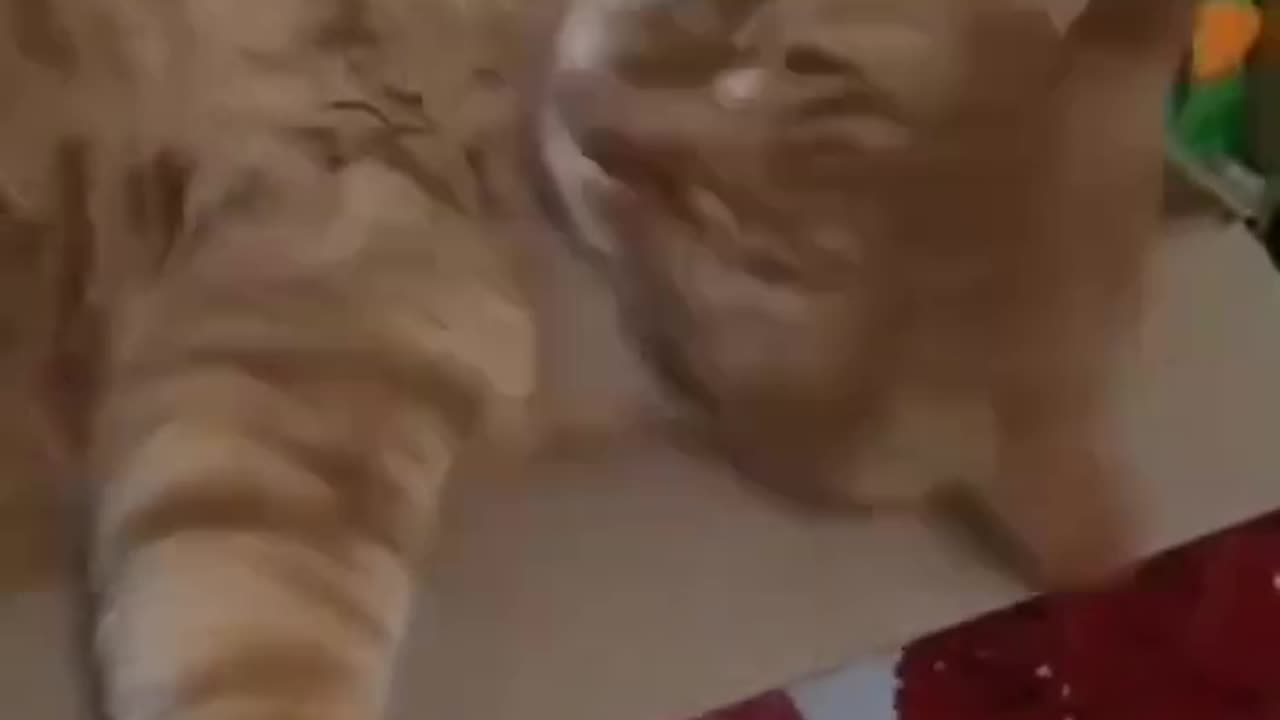 🐱✨ When My Cat Lost Signal to Space ✨🐱