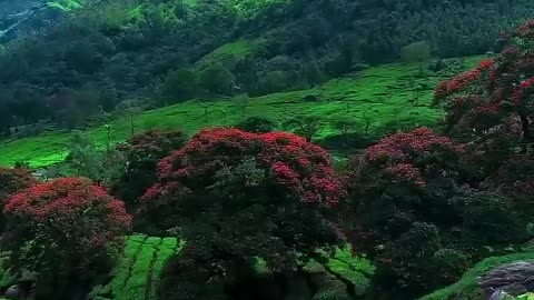 Beautiful Location In India(Kerala)