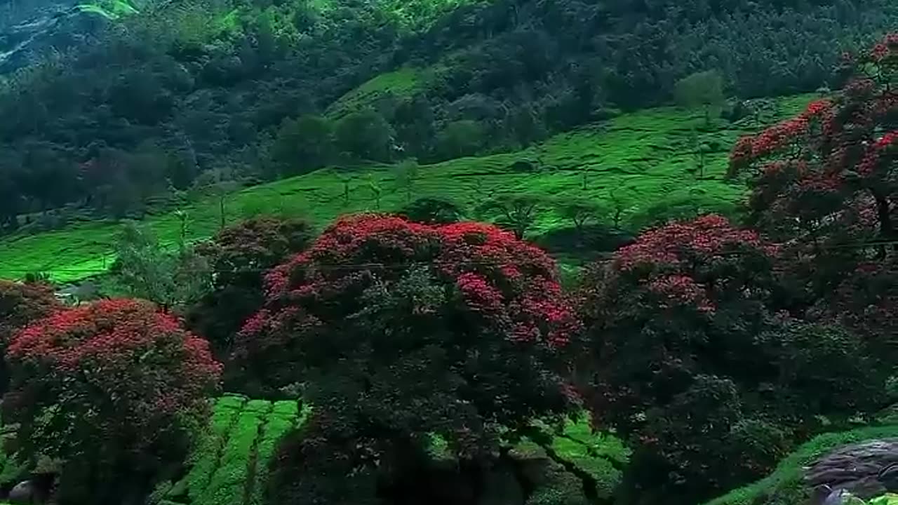 Beautiful Location In India(Kerala)