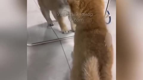 Funny dogs and cats