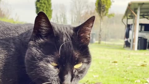 A cat with an evil look.