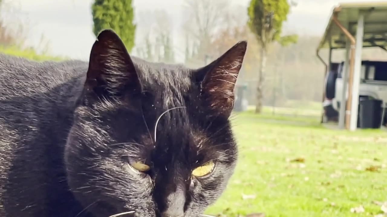 A cat with an evil look.