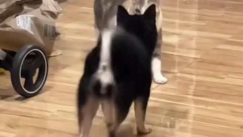 Anjing ini super jail, gangguin kucing dengan megang ekornya berkali-kali