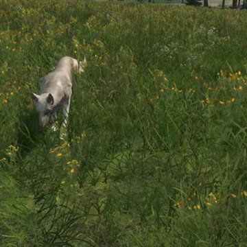 They Now Have Dogs In DayZ