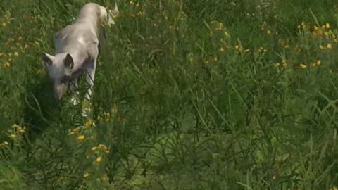 They Now Have Dogs In DayZ