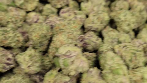 Dirty Girl THCA Flower
