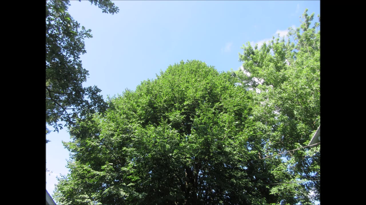 Gentle Spirit Linden Tree July 2025