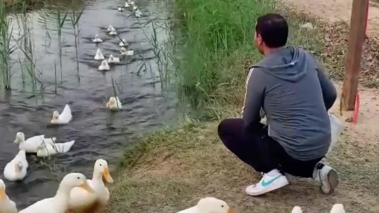 Ducks Learn to Associate Bucket’s Drumbeat with Feeding Timeshort