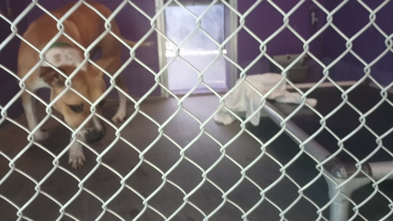 Yogi Bear Pet Id 940279 kennel 27 HSSAZ shelter I got some more fun loving time with guy20250711_474
