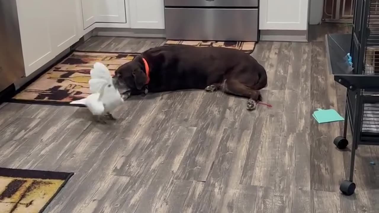 Parrot Teases the Dog! 🦜🐶😂
