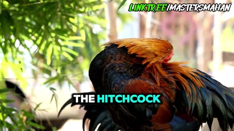 🐓The TRUE Origins of the 'Cox' Surname [MMP23 Clip]