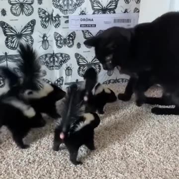 Vicious Little Skunk